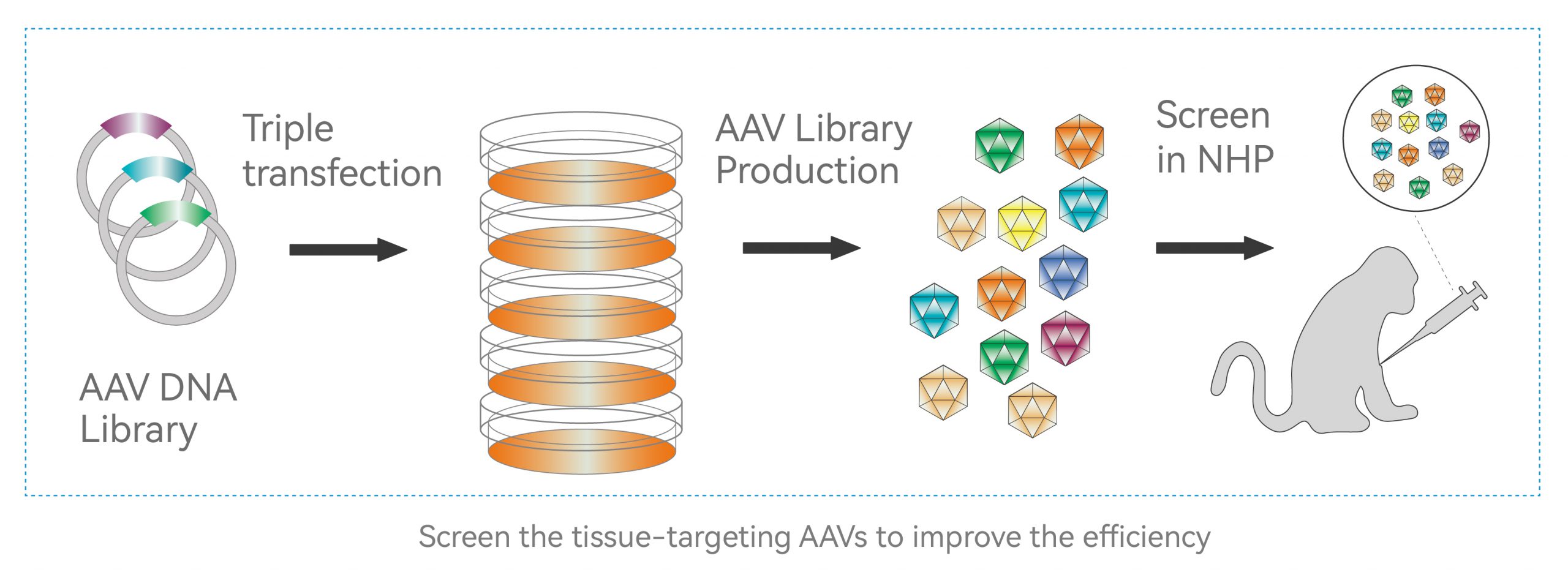 tissue targeting aav