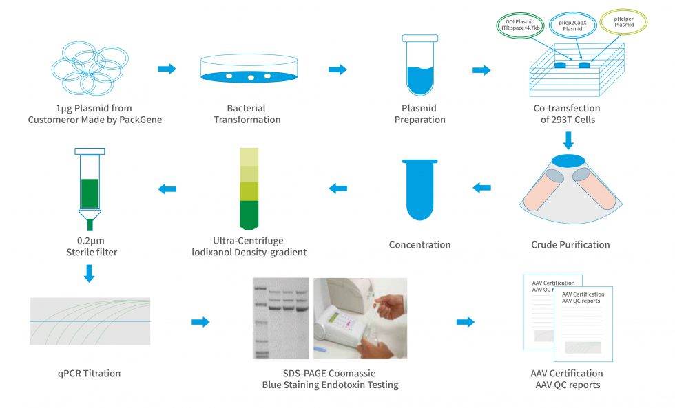 AAV-Production-Workflow