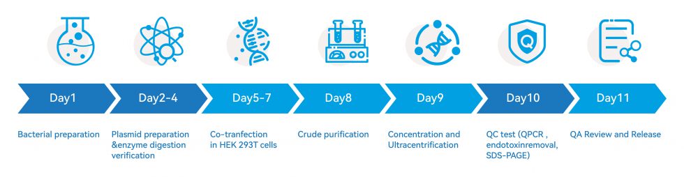 AAV Production Timeline