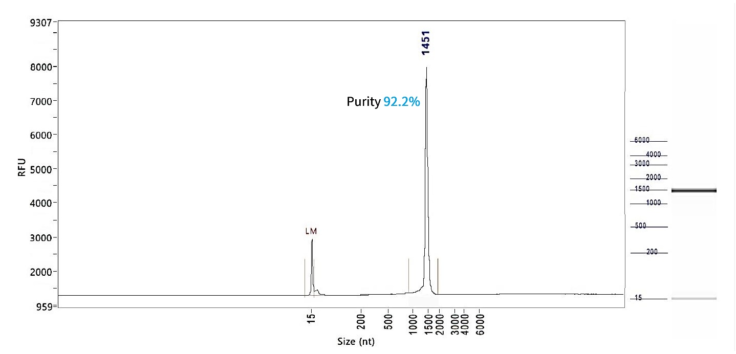 EGFP mRNA