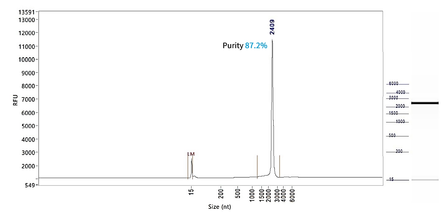 Firefly Luciferase mRNA