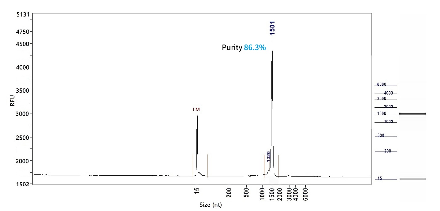 mCherry mRNA