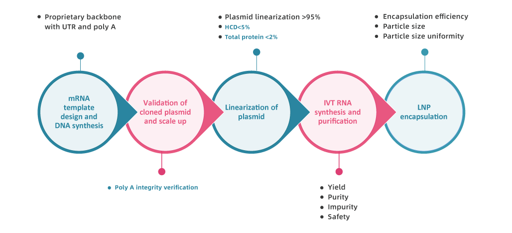 How we make mRNA