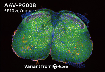 AAV-PG008
