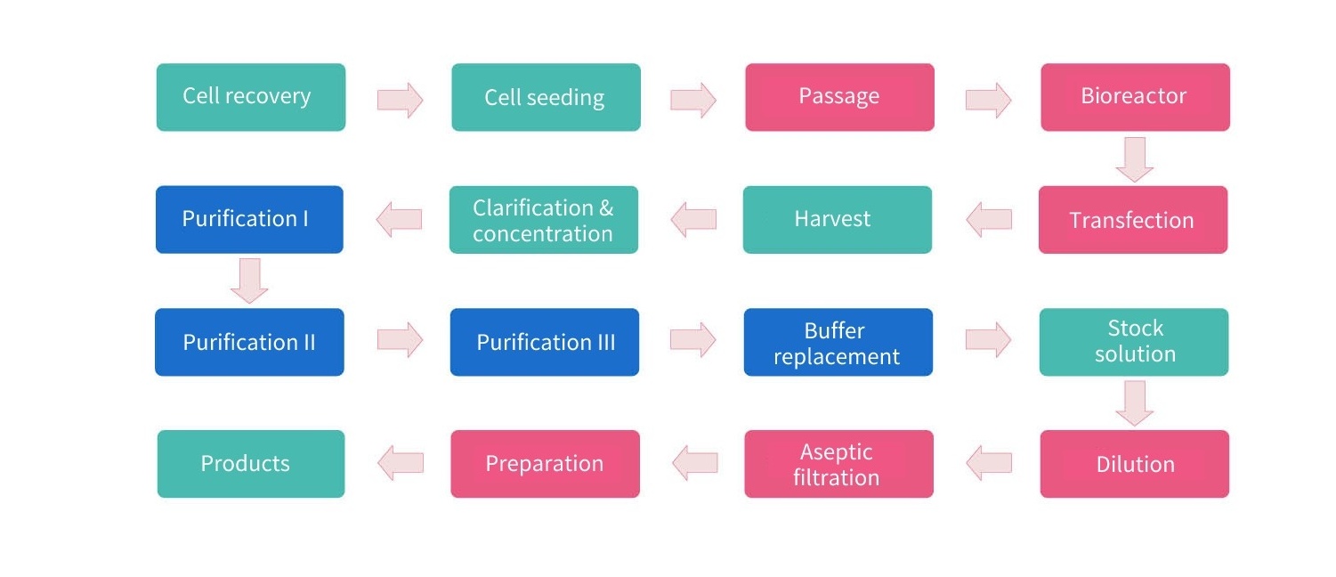 AAV Manufacturing Process