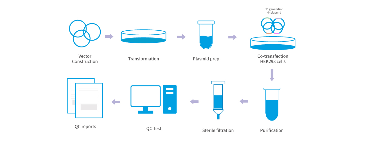 lentivirus workflow