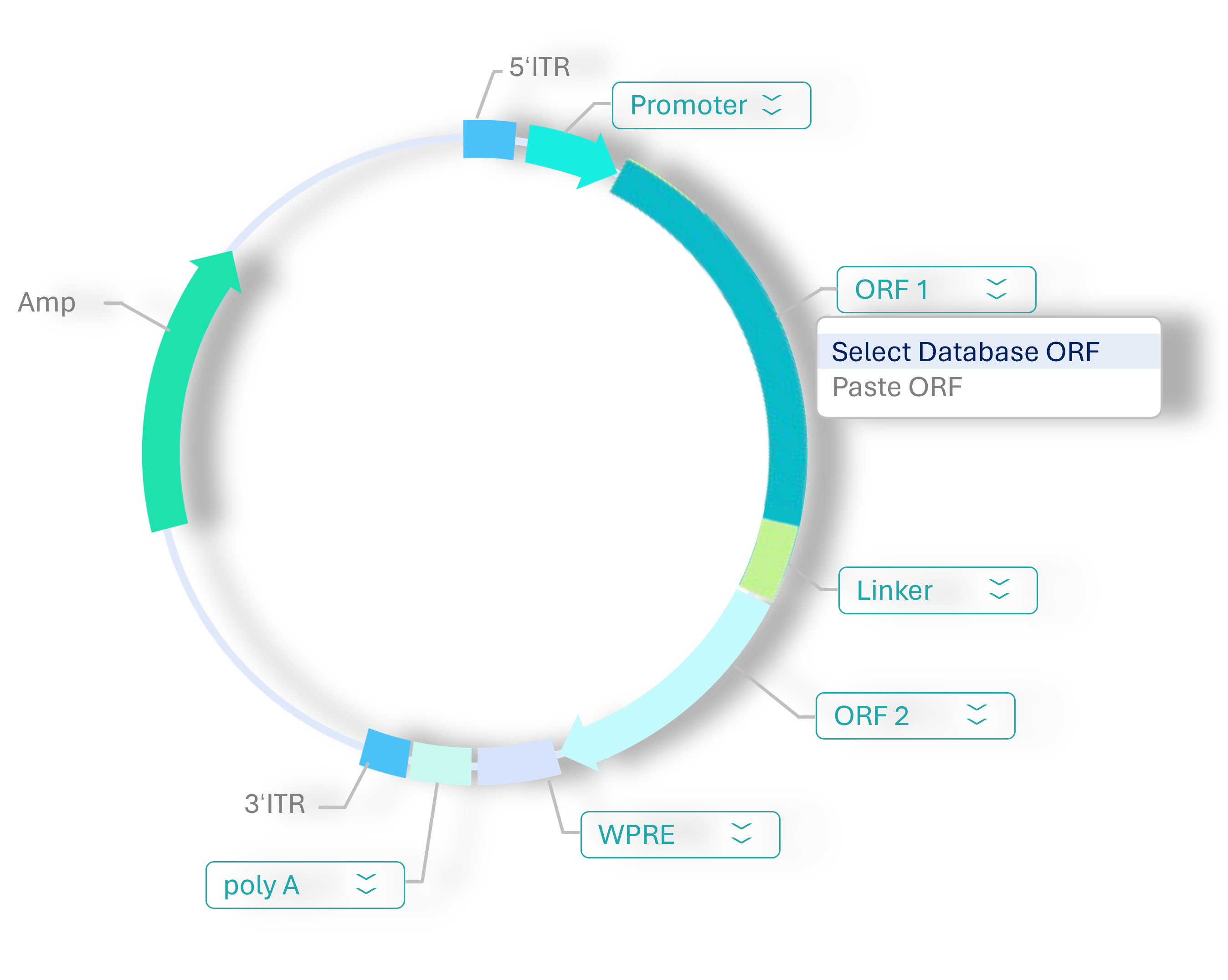 Plasmid design