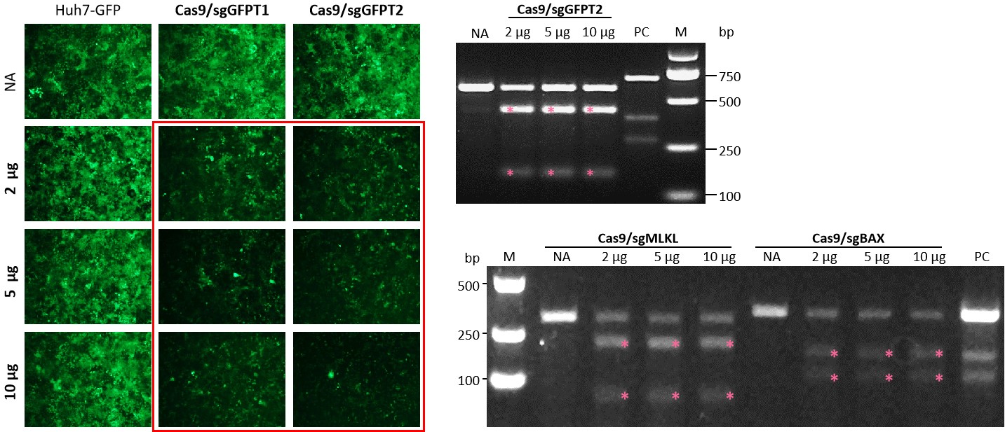 72hrs after transduction of SpCas9 mRNA co- encapsulated with sgRNA in LNP