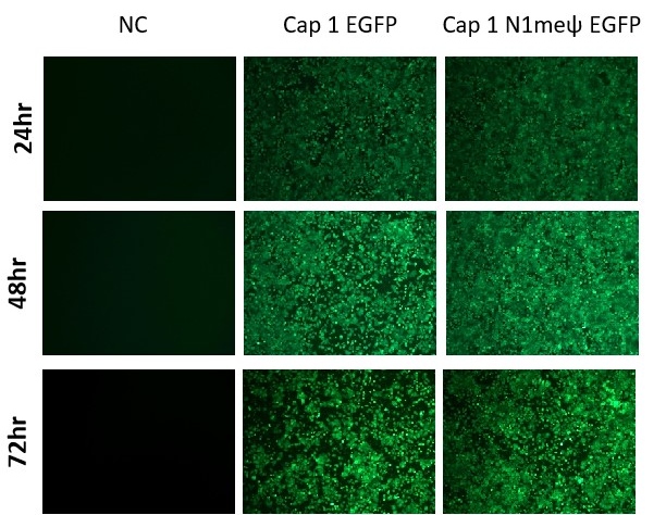 EGFP-mRNA-LNP-Huh7-cell-line-transduction-2